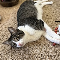 adopt a pet