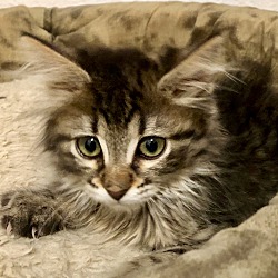 Thumbnail photo of BABY NIXY #3