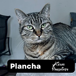 Photo of Plancha