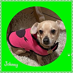 Photo of Johnny Boy