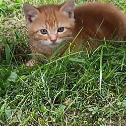 Photo of Toby