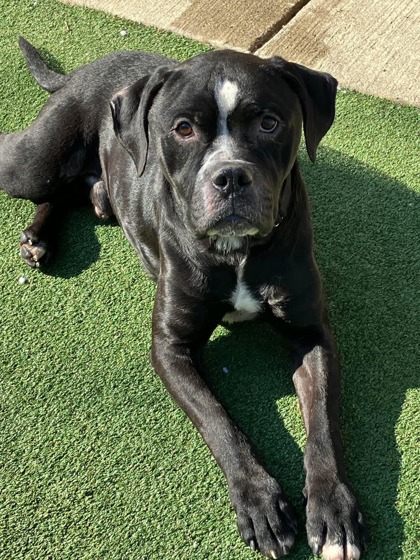 Valley View, OH - American Bulldog. Meet Louis a Pet for Adoption ...