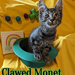 Photo of Clawed Monet - $55 Adoption Fee Special