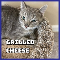 Thumbnail photo of Grilled Cheese #2