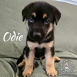 Thumbnail photo of Odie #3