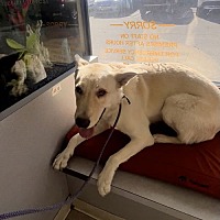 adopt a pet