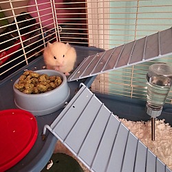 Thumbnail photo of Hamsters #3