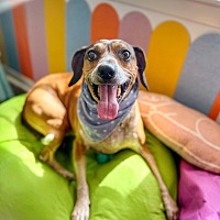 adopt a pet