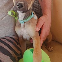 adopt a pet