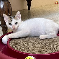 adopt a pet
