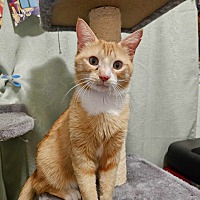 adopt-pet