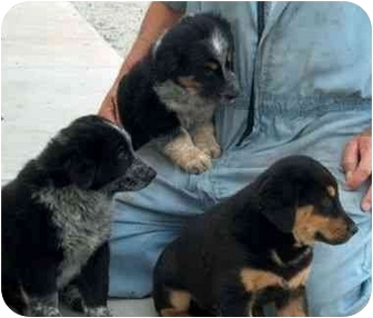 blue heeler hound mix puppies