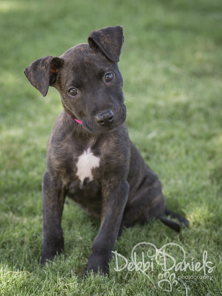 brindle labradors