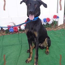 Thumbnail photo of ELVIS - adopted @ off-site #1