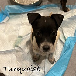 Thumbnail photo of TURK and TURQUOISE #2