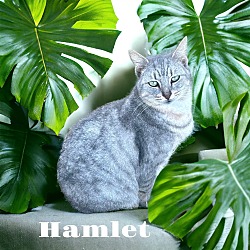 Thumbnail photo of Hamlet #1