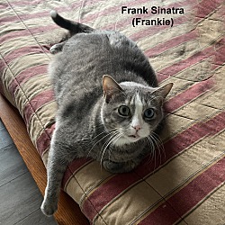 Photo of Frank Sinatra (Frankie)