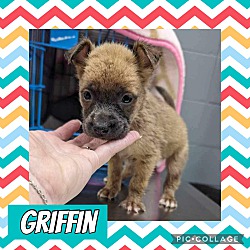 Photo of Griffin