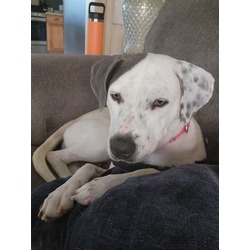 Photo of Daisy - Available in foster