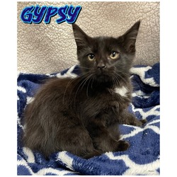 Photo of Gypsy