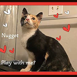 Thumbnail photo of Nugget - Total Lapcat &Playful #1