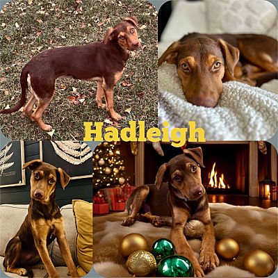 La Crosse, Wi - Hound (unknown Type). Meet Hadleigh A Pet For Adoption 