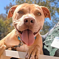 adopt a pet