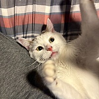 adopt a pet