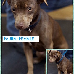 Thumbnail photo of Fauna - 9 lbs!  (pom-cr) #3