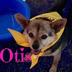 Thumbnail photo of Otis #3