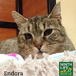 Thumbnail photo of Endora #1