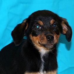 Thumbnail photo of Inka~adopted! #3