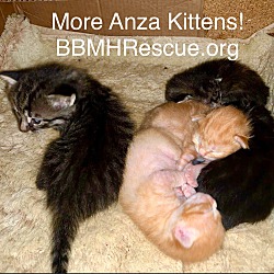 Photo of 5 More Anza Kittens!