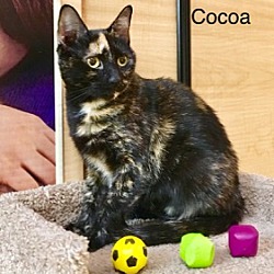 Thumbnail photo of Cocoa #1