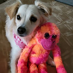 Photo of Joy - ADOPTED