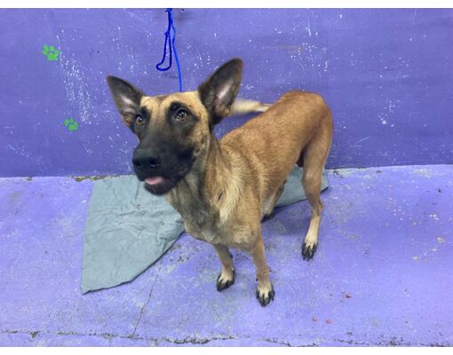 Houston, TX - Belgian Malinois. Meet ROXY a Pet for Adoption ...