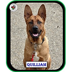 Thumbnail photo of Quilliam - ADOPTED!!! #2