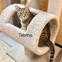 Thumbnail photo of Tabitha #2