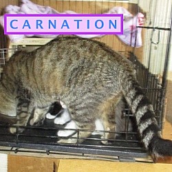 Thumbnail photo of Carnation-adopted 11-17-18 #3