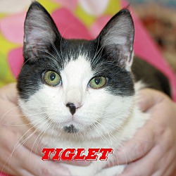 Thumbnail photo of Tiglet #2