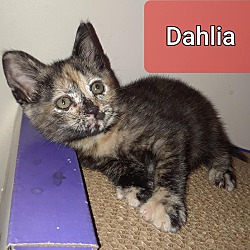 Photo of Dahlia-Loving Baby