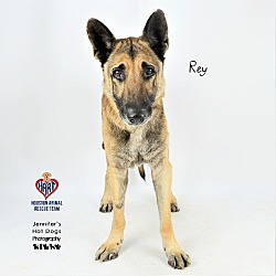 Thumbnail photo of Rey #2
