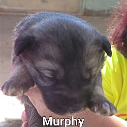 Thumbnail photo of Murphy (now Buddy) #4