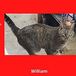 Photo of William - The Wild Kitty