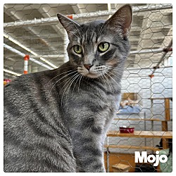 Thumbnail photo of Mojo #4