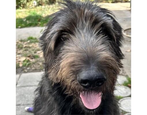 Irish Wolfhound Mix Adoption