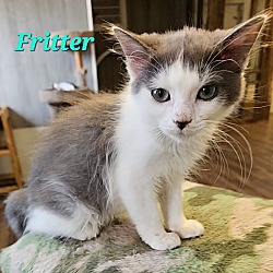 Thumbnail photo of Fritter #2