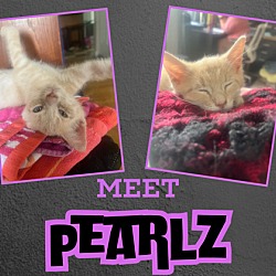 Thumbnail photo of Pearlz #1