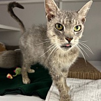 adopt a pet