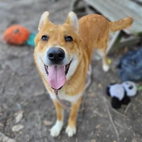 adopt a pet
